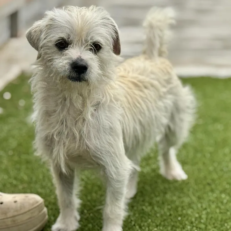 Winston  Terrier Boy