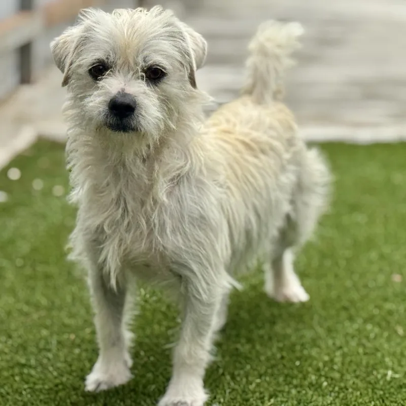 Winston  Terrier Boy thumbnail 2