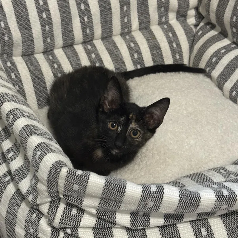 A baby small-sized female Tortoiseshell Domestic Short Hair cat named Tina for adoption in Port Richey, FL