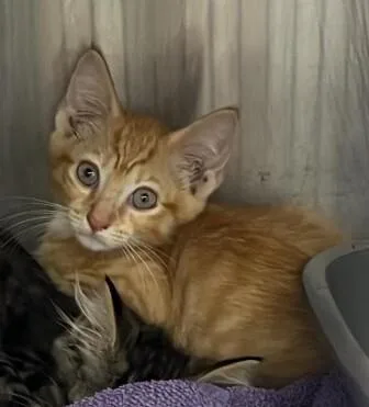 An adult medium-sized male Tabby (Orange / Red) Domestic Short Hair cat named Unknown for adoption in Burgaw, NC