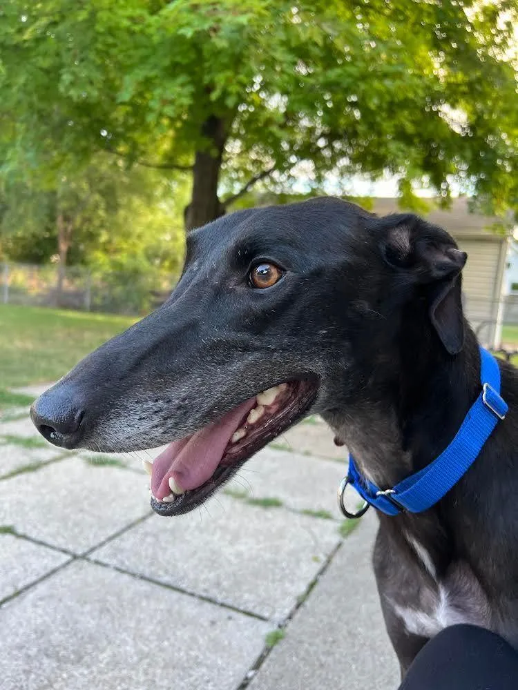 An adult large-sized male Black Greyhound dog named Joker for adoption in Bondurant, IA