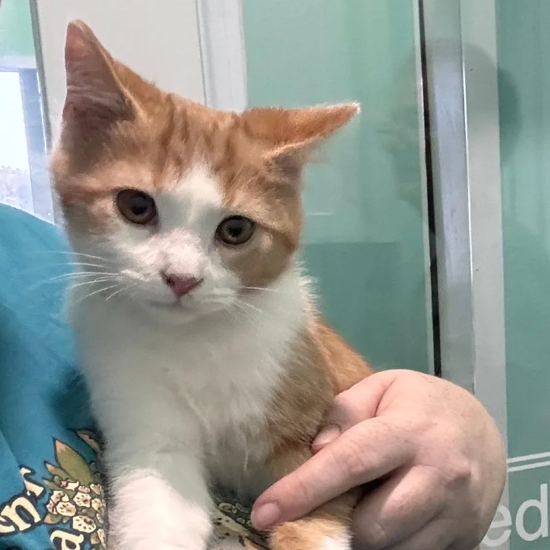 A baby small-sized male Orange / Red Domestic Short Hair cat named Tabouleh for adoption in Marion, VA