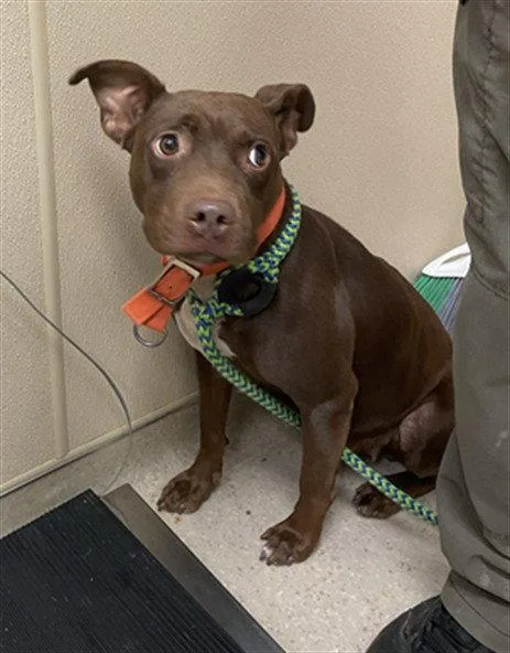 An adult medium-sized female Pit Bull Terrier dog named Delta Dawn for adoption in Clyde, NC