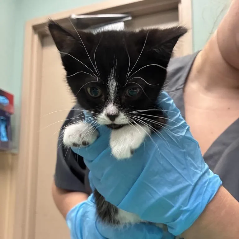 A baby small-sized female Black Domestic Short Hair cat named Hallie for adoption in Tacoma, WA