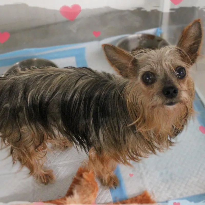 An adult small-sized female Tricolor (Brown, Black, & White) Yorkshire Terrier dog named Brooke for adoption in Amelia, OH
