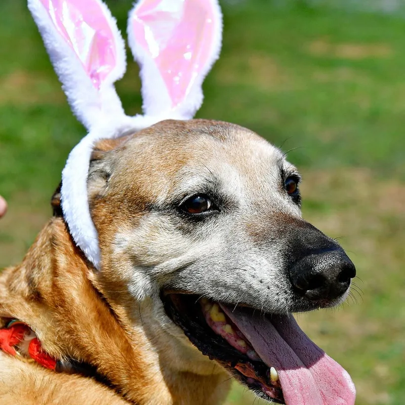 A senior large-sized male Red / Chestnut / Orange Labrador Retriever dog named Farley for adoption in York, PA