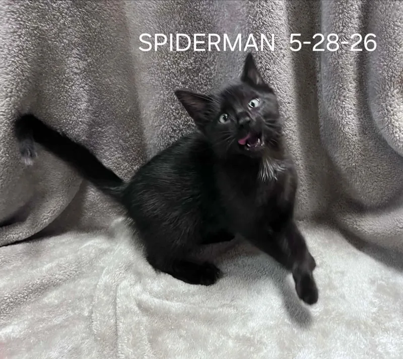 A baby small-sized male Black Domestic Short Hair cat named Spiderman for adoption in Harrison, MI