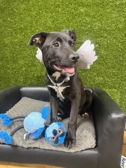 Meatball Ready thumbnail 2