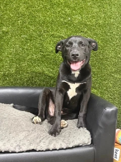 Meatball Ready thumbnail 6