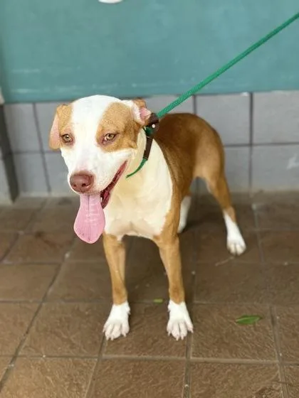 An adult medium-sized female Mixed Breed dog named Sienna for adoption in Honolulu, HI