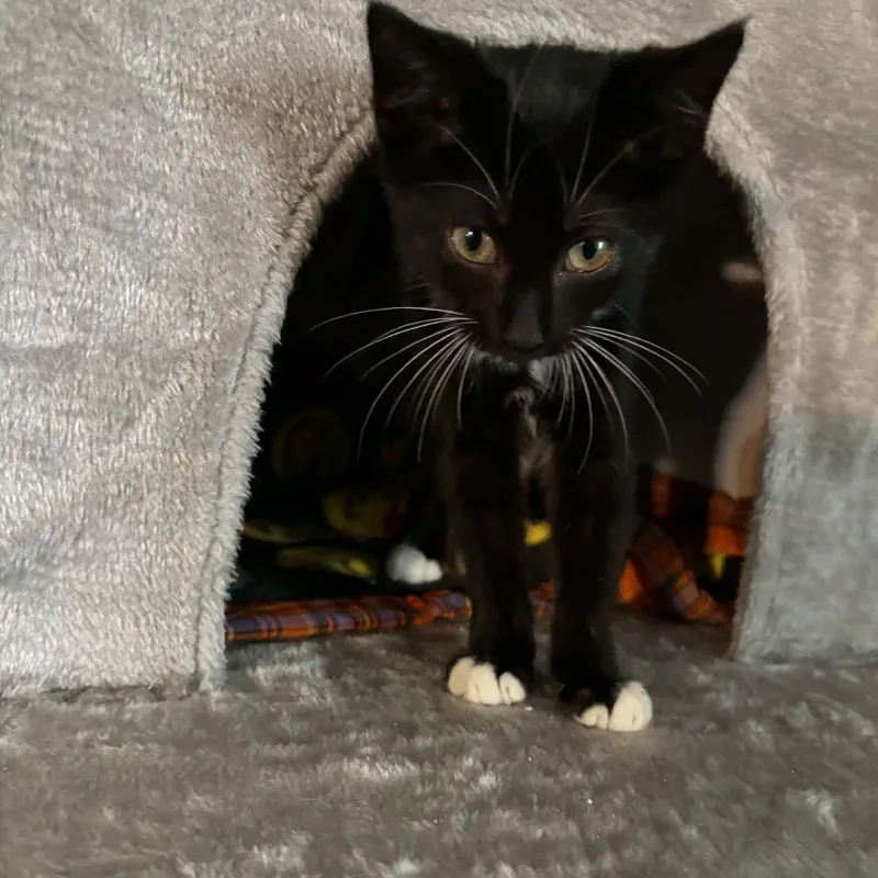 A baby medium-sized female Black & White / Tuxedo Domestic Medium Hair cat named Hattie for adoption in Mount Sterling, IL