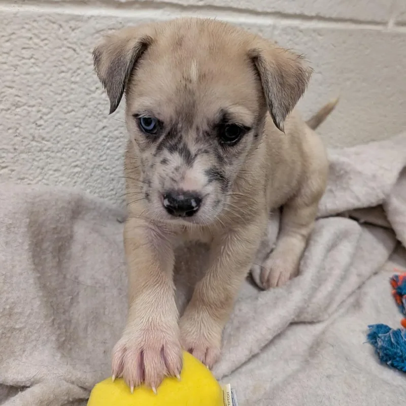 Puppy Houston
