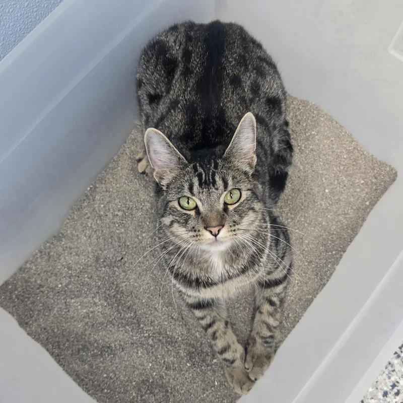 An adult medium-sized male Tabby (Gray / Blue / Silver) Domestic Short Hair cat named Ollie for adoption in Farmington, MO