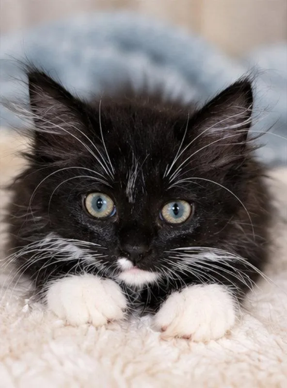 A young medium-sized male Tuxedo cat named Wyx for adoption in Knoxville, TN