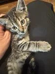 A baby medium-sized male Tabby (Brown / Chocolate) Domestic Short Hair cat named Scout for adoption in Chico, CA