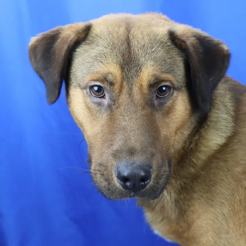 An adult medium-sized male Brown / Chocolate Shepherd dog named Punkin  U for adoption in Tupelo, MS