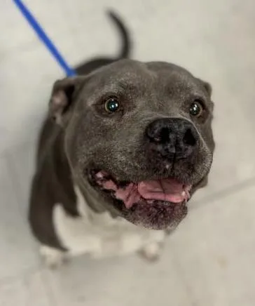 An adult medium-sized female American Staffordshire Terrier dog named Blubelle for adoption in Gainesville, FL