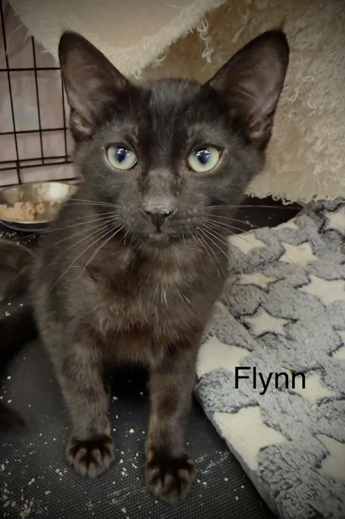 A baby medium-sized male Domestic Short Hair cat named Flynn for adoption in San Pedro, CA