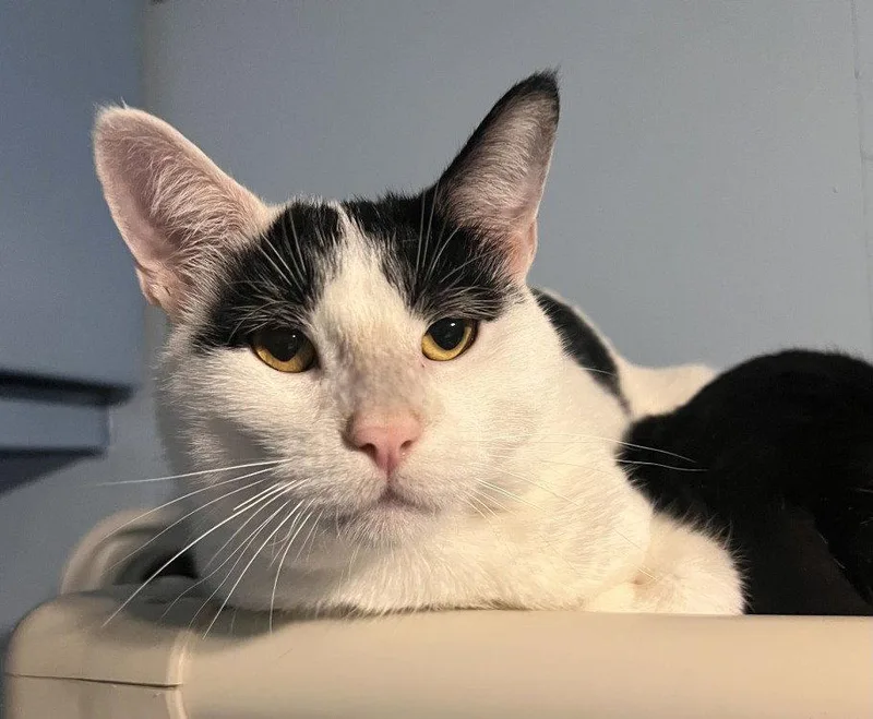 An adult medium-sized male Domestic Short Hair cat named Brave Bird for adoption in Colorado Springs, CO