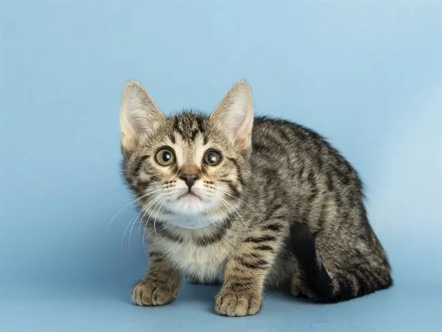 A baby small-sized female Domestic Short Hair cat named Lisa for adoption in Phoenix, AZ