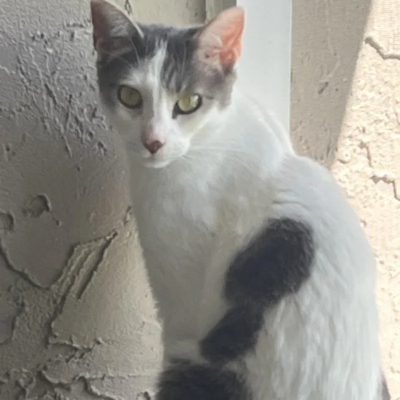 An adult medium-sized female White Domestic Short Hair cat named Gracie for adoption in Port Charlotte, FL