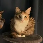 Bootsie thumbnail 2