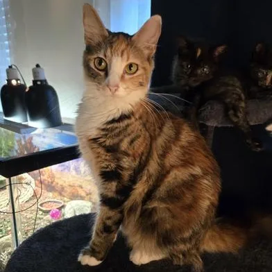A young medium-sized female Calico Domestic Medium Hair cat named Bootsie for adoption in Liverpool, TX