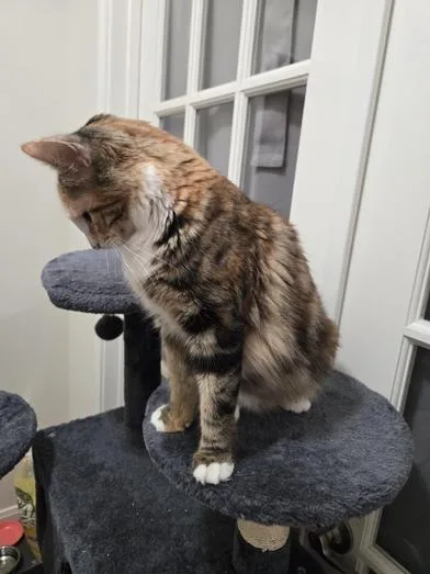Bootsie thumbnail 6