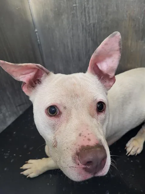 A young medium-sized female American Staffordshire Terrier dog named Quilla for adoption in San Antonio, TX