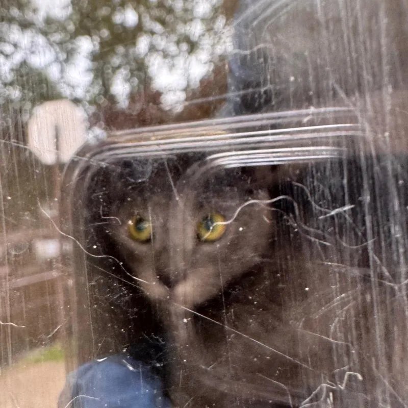 An adult medium-sized female Gray / Blue / Silver Domestic Short Hair cat named Dos for adoption in Philadelphia, PA