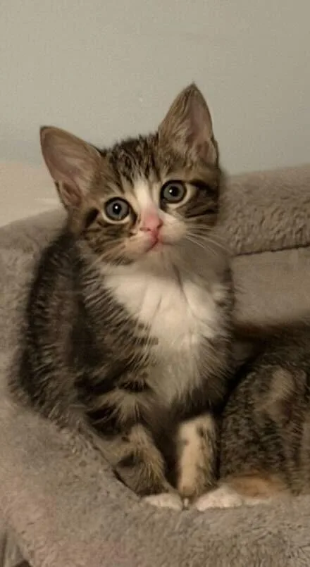 A baby medium-sized female Domestic Short Hair cat named Taffy for adoption in Milltown, NJ