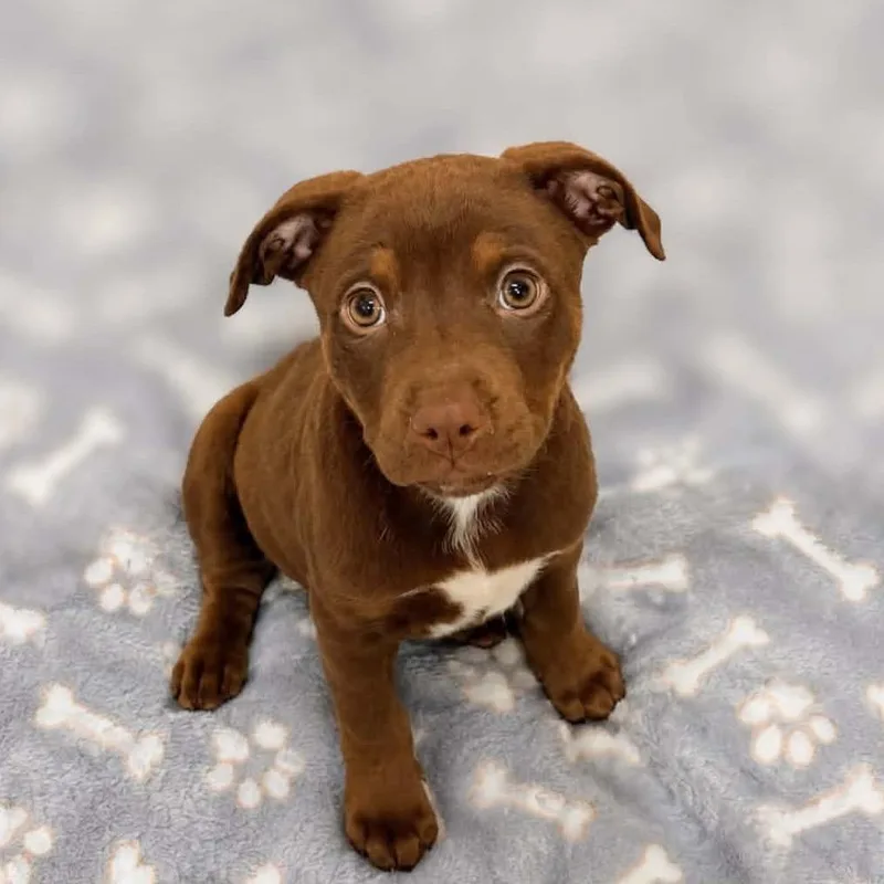 A baby large-sized female Brown / Chocolate Labrador Retriever dog named Siri for adoption in Griswold, CT