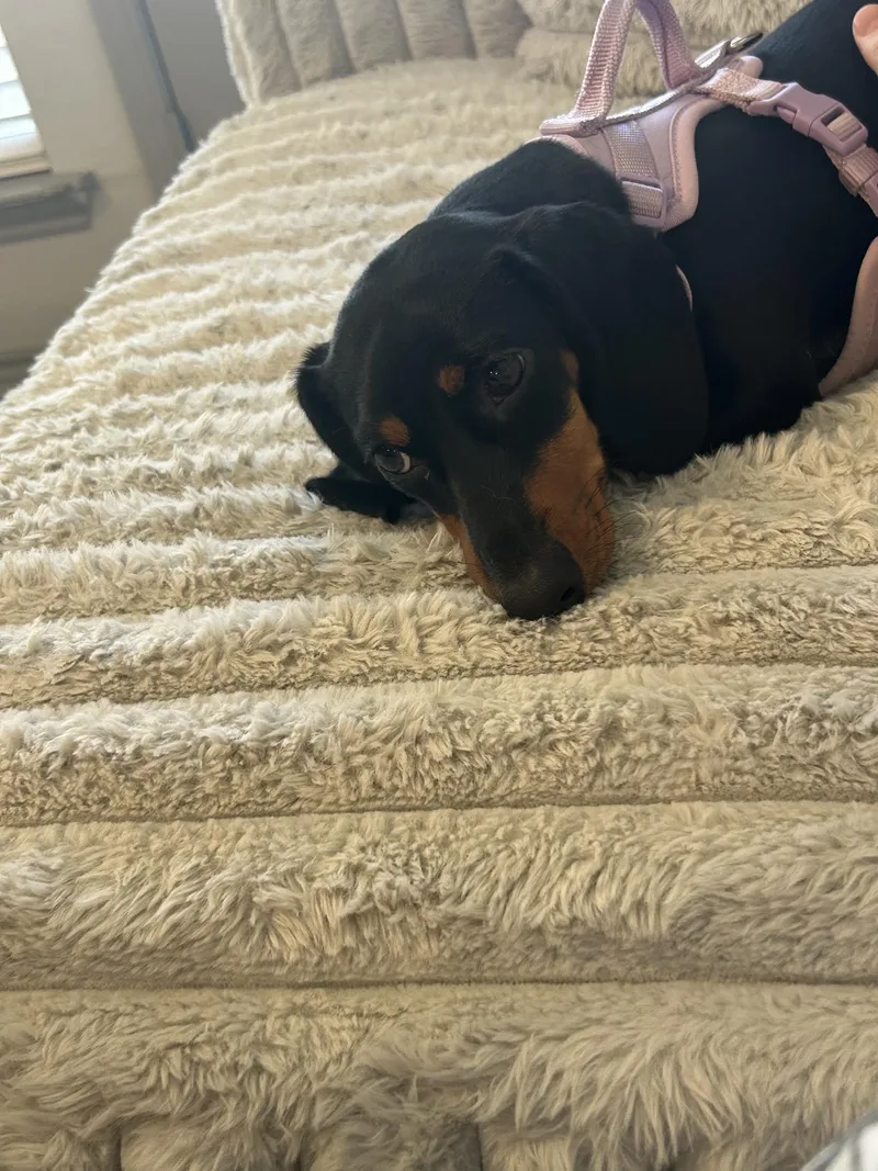 A young small-sized female Black Dachshund dog named Toka for adoption in Colleyville, TX