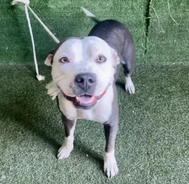A young medium-sized female Pit Bull Terrier dog named Tilly for adoption in Lancaster, CA