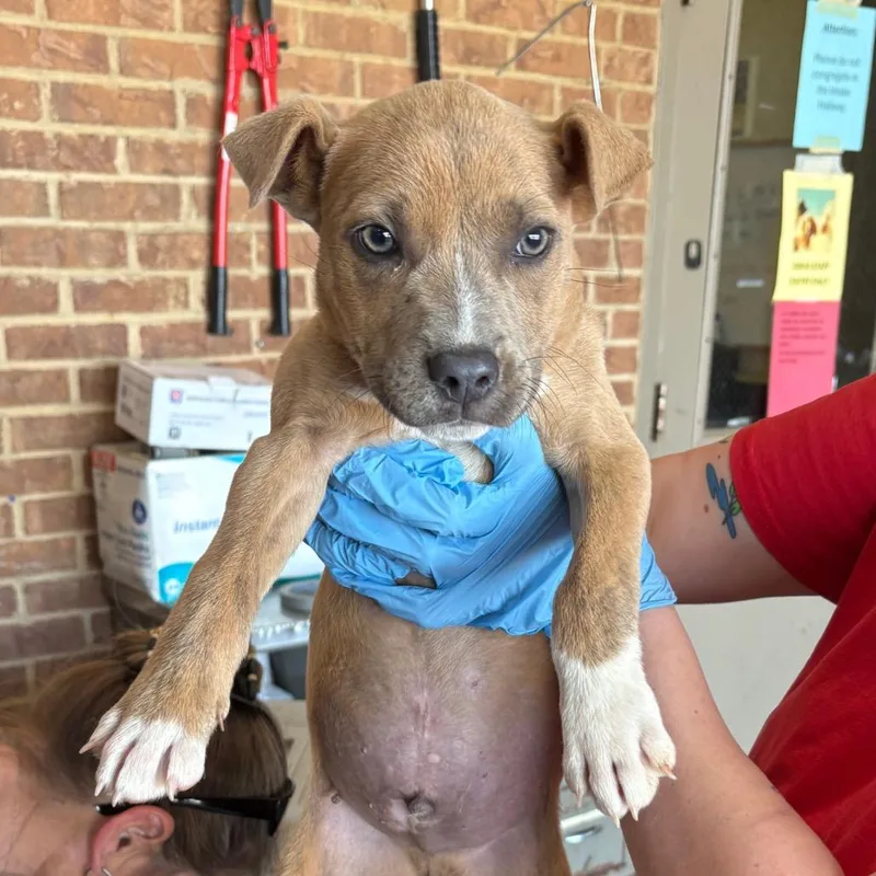 A baby small-sized male Brindle Pit Bull Terrier dog named Marco for adoption in Birmingham, AL