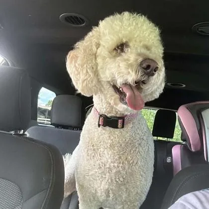 An adult medium-sized female Standard Poodle dog named Velma for adoption in Elk Grove Village, IL