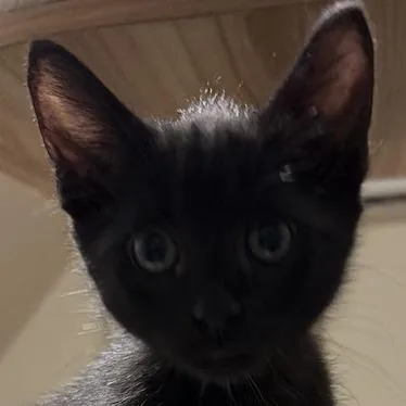 A baby small-sized male Domestic Short Hair cat named Eggie for adoption in Cumming, GA