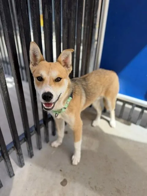 A young medium-sized male German Shepherd Dog dog named Randy for adoption in Santa Maria, CA