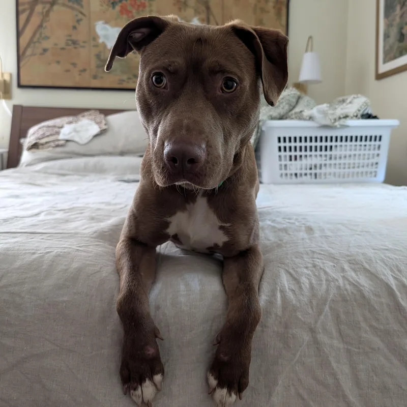 A young medium-sized male Brown / Chocolate Pit Bull Terrier dog named Thomas for adoption in Manassas, VA