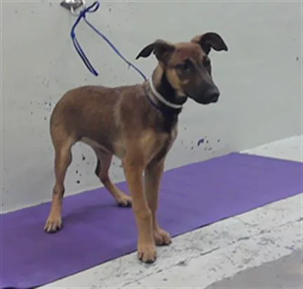A baby small-sized female Belgian Shepherd / Malinois dog named Gizelle for adoption in Houston, TX