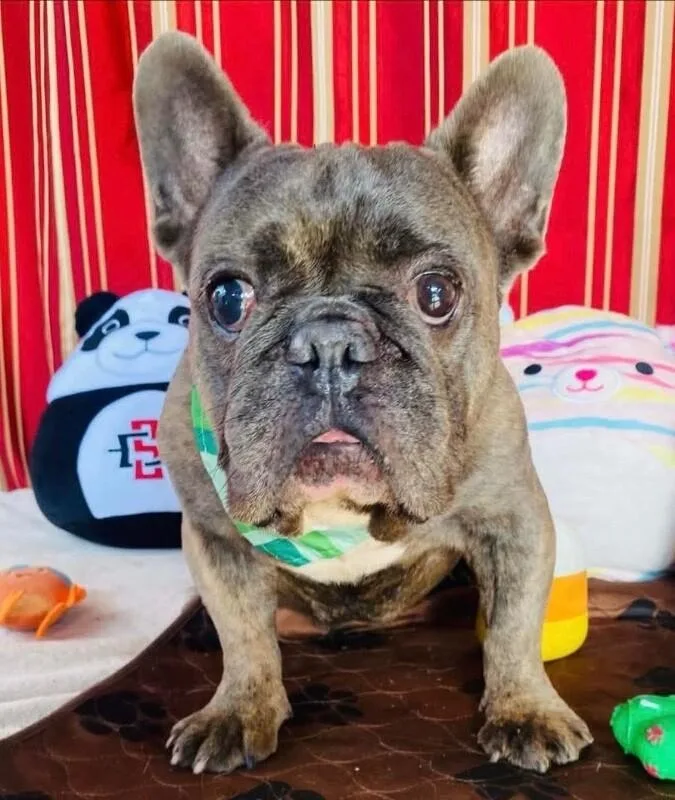 An adult small-sized male French Bulldog dog named Aladdin for adoption in Windsor, CO