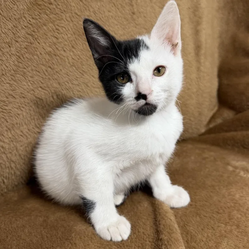 A baby small-sized female Black Domestic Short Hair cat named Vivi for adoption in Spokane, WA