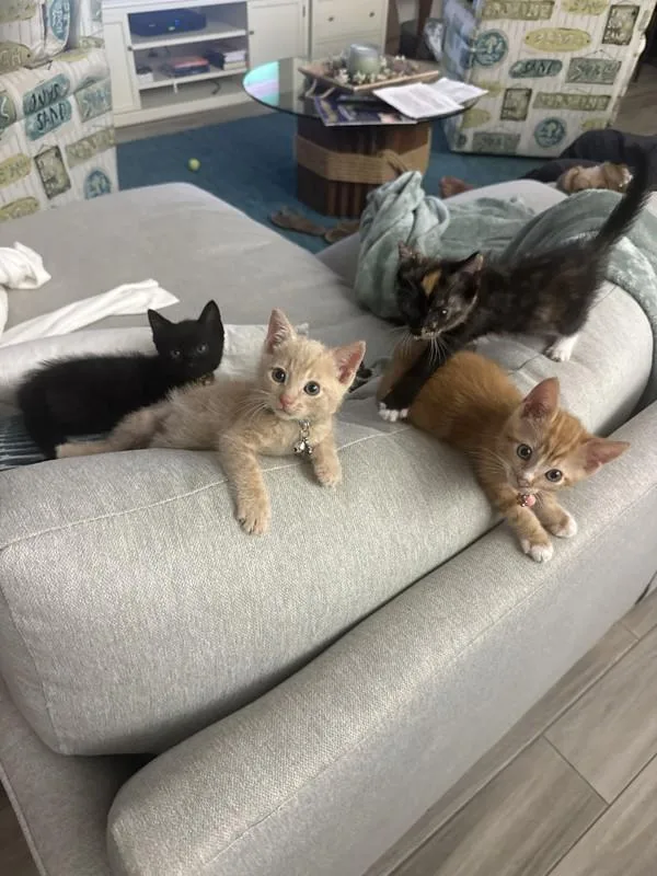 A baby small-sized female Domestic Short Hair cat named Bolt Up for adoption in San Diego, CA