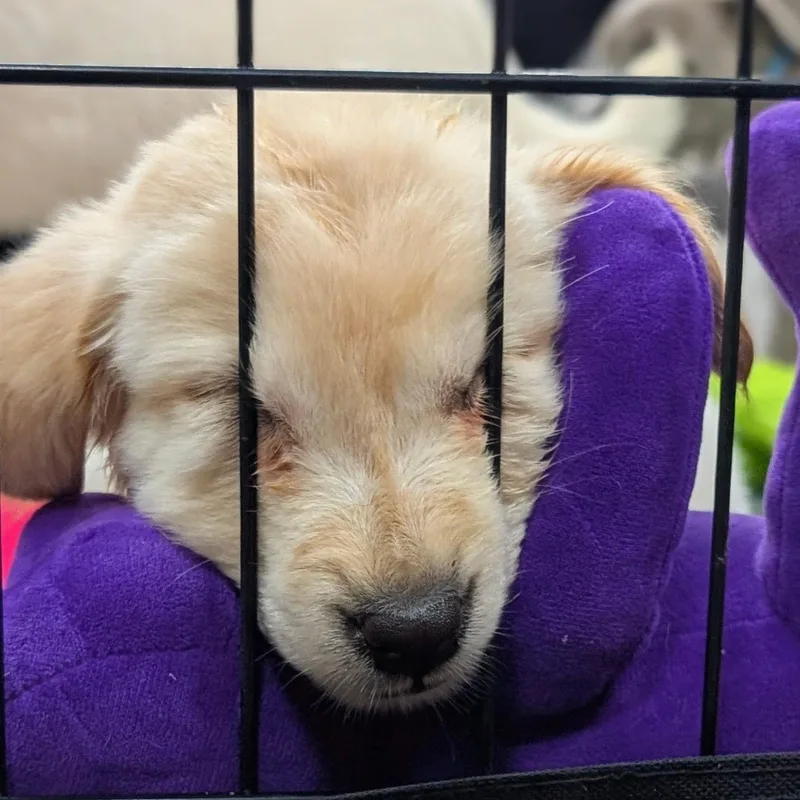 A baby medium-sized female White / Cream Labrador Retriever dog named Noelle for adoption in Dallas, TX