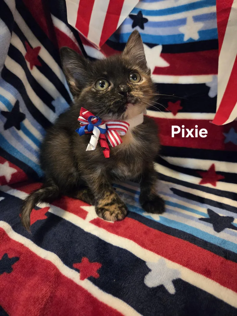 A baby small-sized female Tortoiseshell cat named Pixie for adoption in Delray, WV