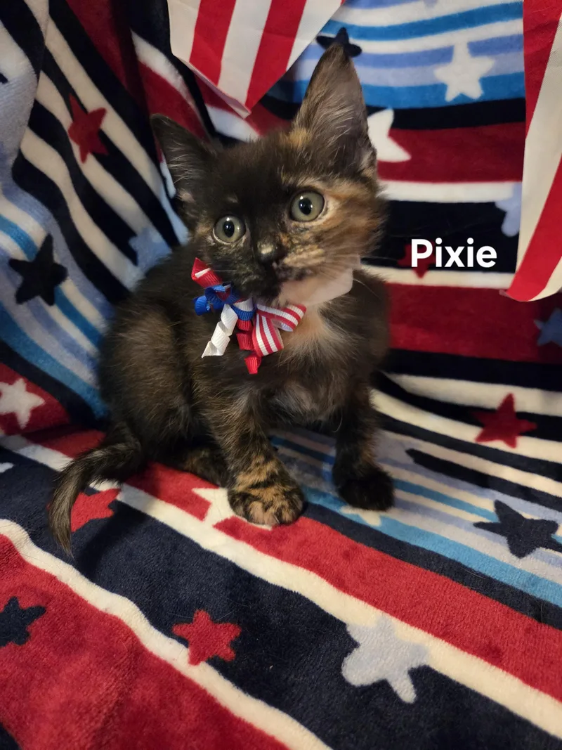 Pixie thumbnail 2