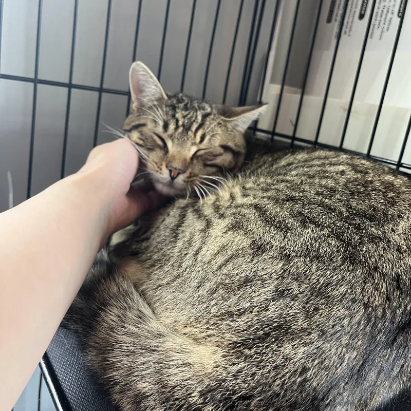 An adult medium-sized male Tabby (Brown / Chocolate) Domestic Short Hair cat named Rooney for adoption in Salisbury, MA