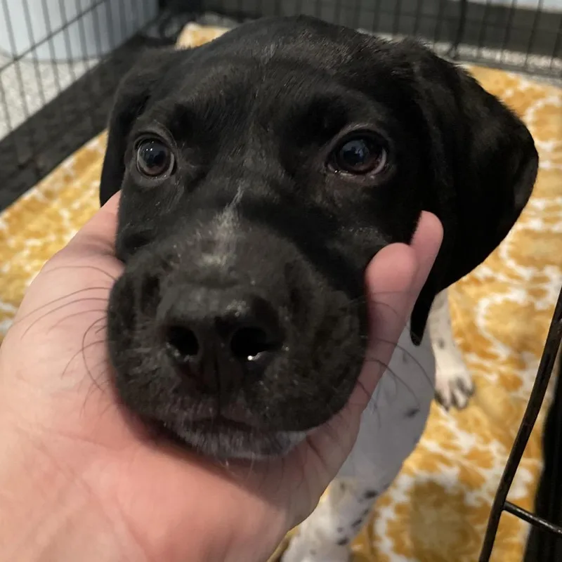 A baby small-sized male Black Pointer dog named Tiko for adoption in Port Charlotte, FL