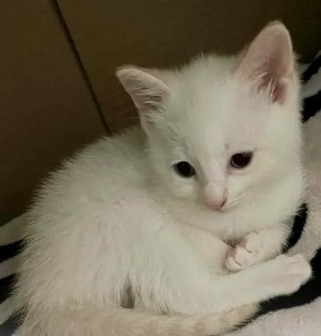 A baby medium-sized male White Domestic Short Hair cat named Coconut for adoption in Ozone Park, NY