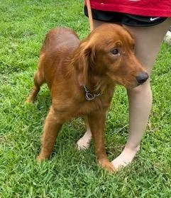 An adult medium-sized male Red / Chestnut / Orange Golden Retriever dog named Dior for adoption in Longwood, FL